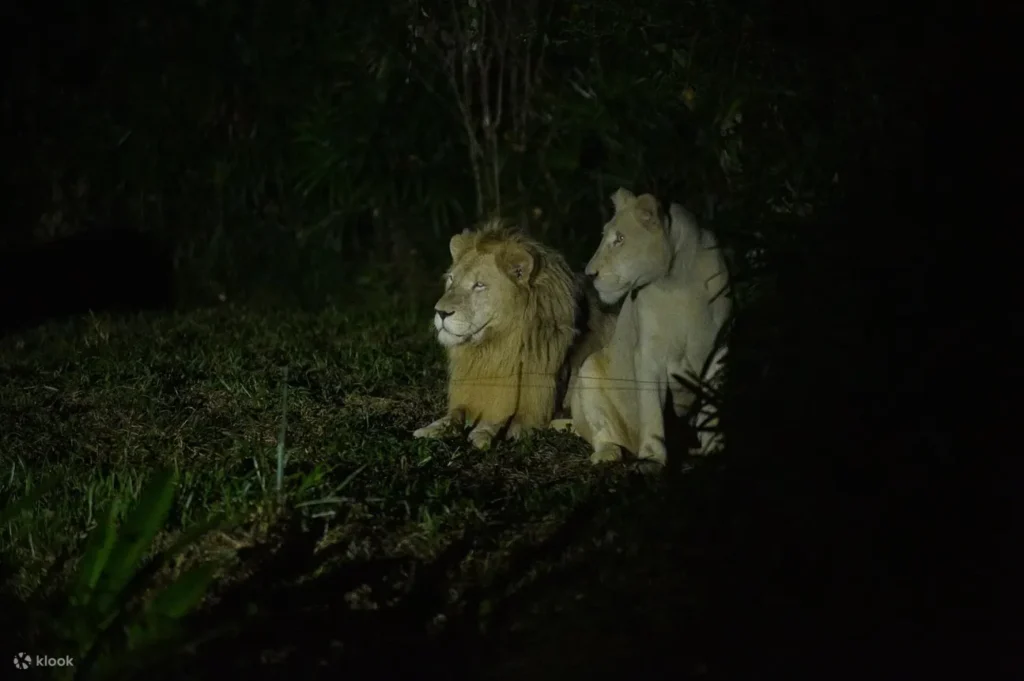 富國島珍珠野生動物園提供豐富活動，包括小小動物管理員體驗，讓小朋友學習照顧動物，還有夜間動物園活動，讓遊客觀察動物夜間生活，增添趣味與難忘體驗。