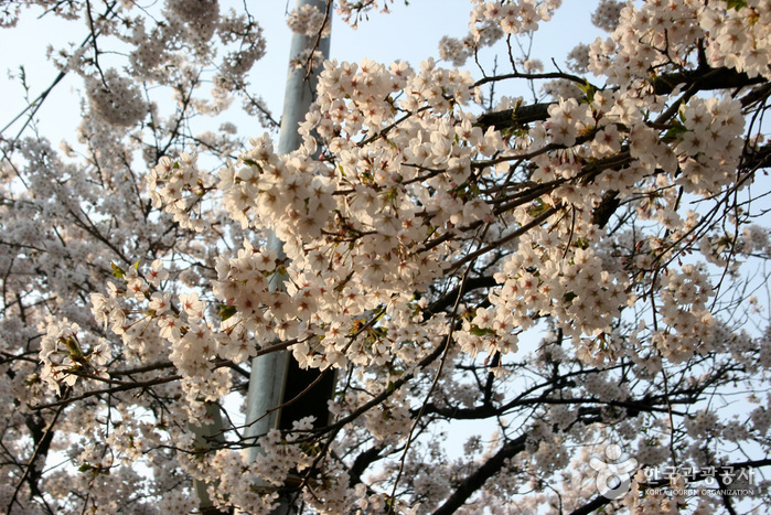 永登浦汝矣島櫻花節