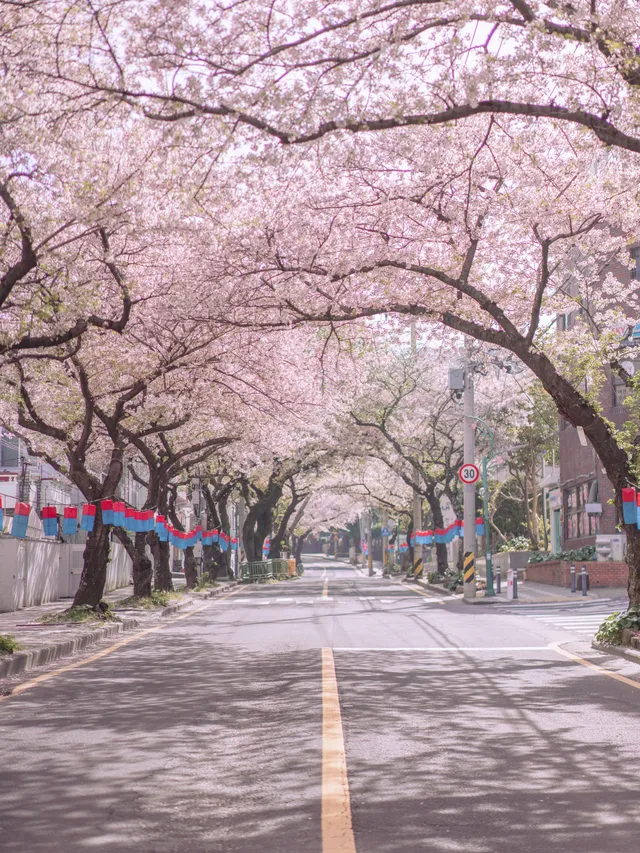 典農路 - 濟州島第一櫻花路