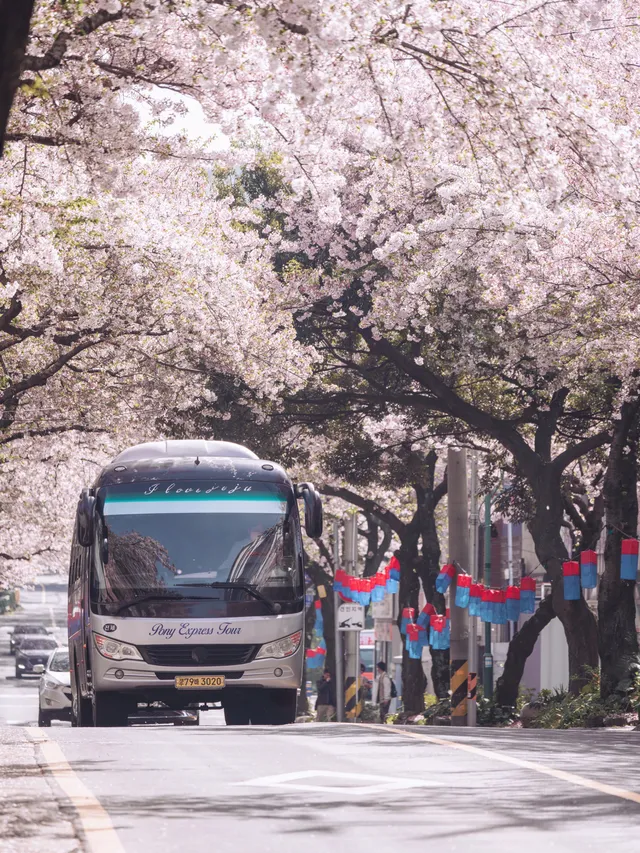 典農路 - 濟州島第一櫻花路