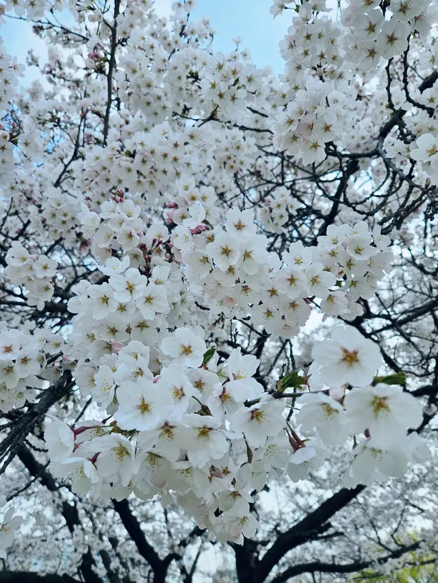 一山湖水公園，自然美景絕對是春季賞花好去處