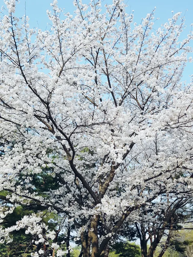 一山湖水公園，自然美景絕對是春季賞花好去處