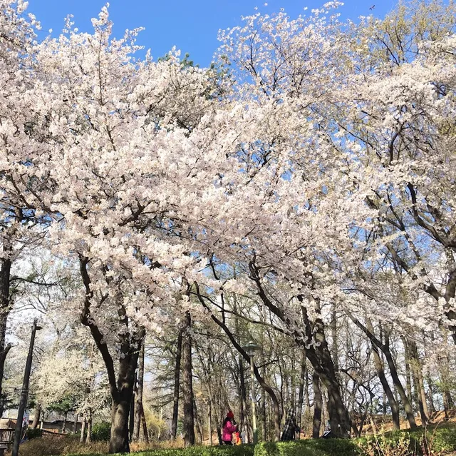 一山湖水公園，自然美景絕對是春季賞花好去處