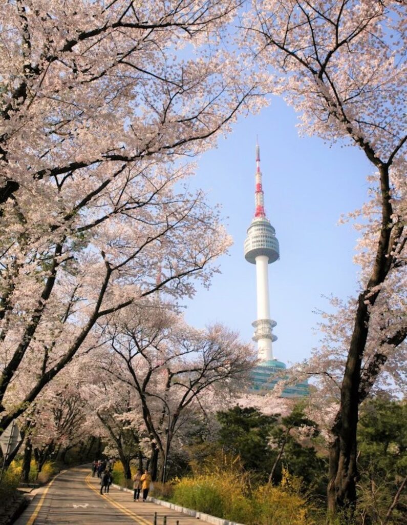 南山公園櫻花遍佈整個公園