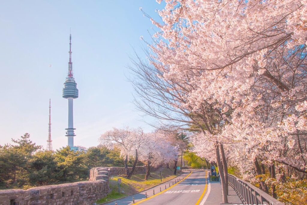 南山公園櫻花遍佈整個公園