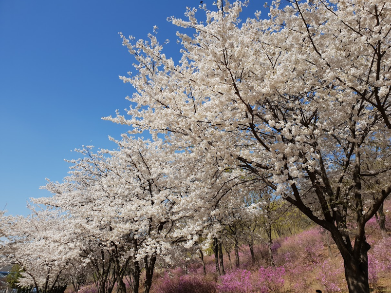 仁川江華