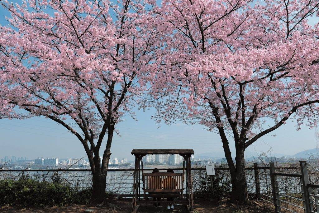 仙遊島公園 - 韓國首爾櫻花季