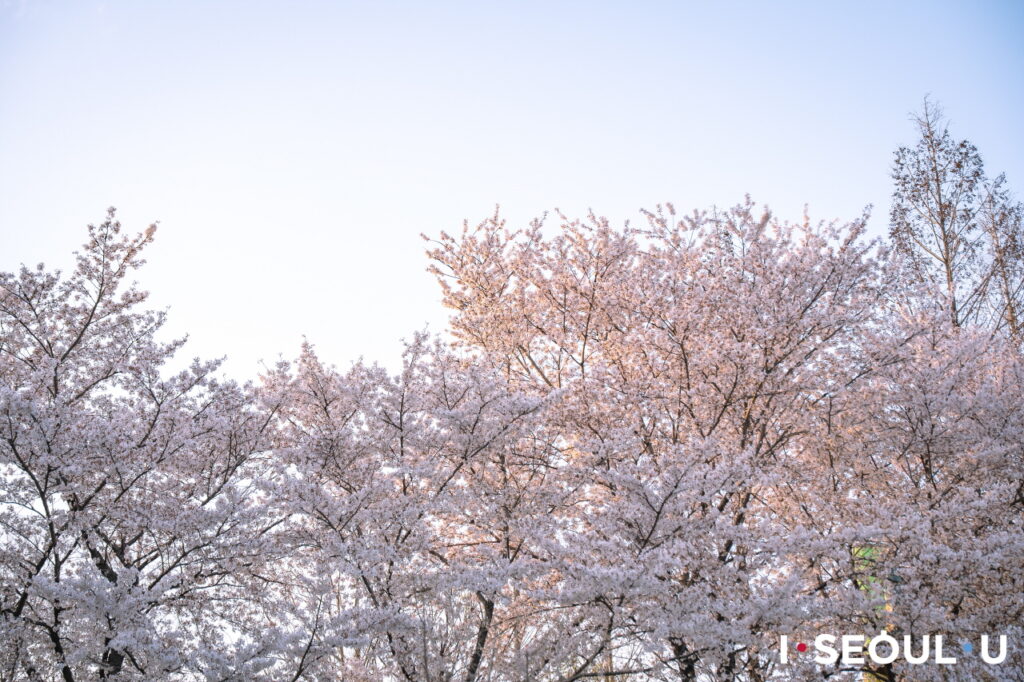 良才川櫻花海