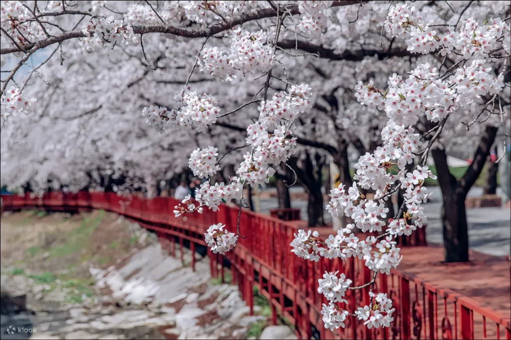 伊甸櫻花