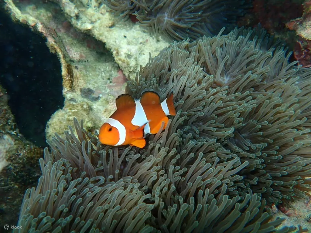 美人魚島浮潛或水肺潛水