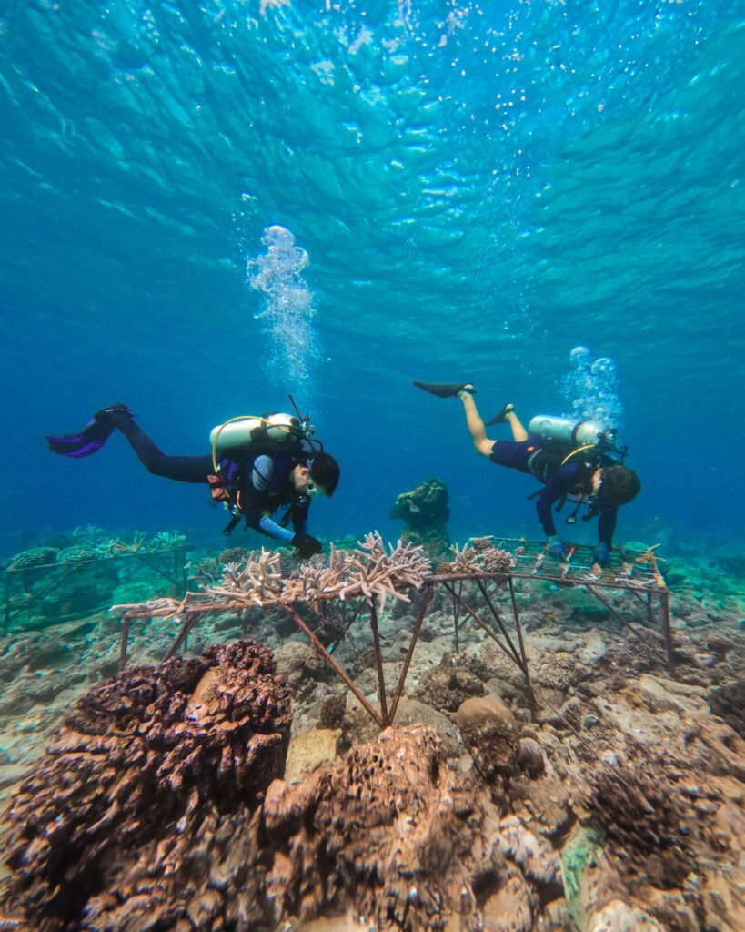 海洋生物學家浮潛