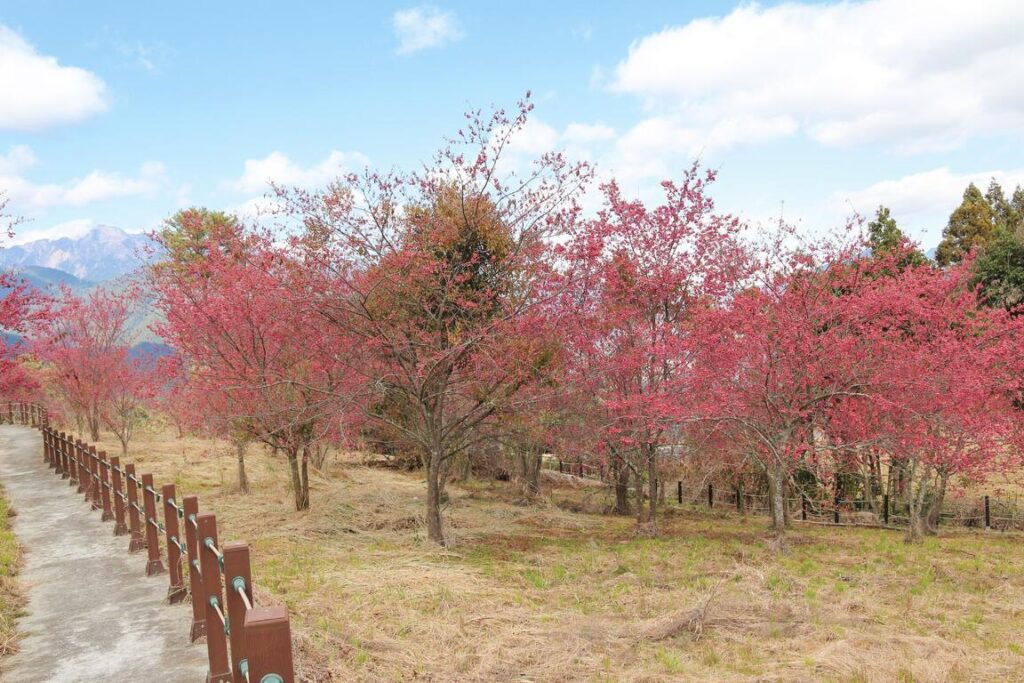 台灣櫻花地點 - 福壽山千櫻園