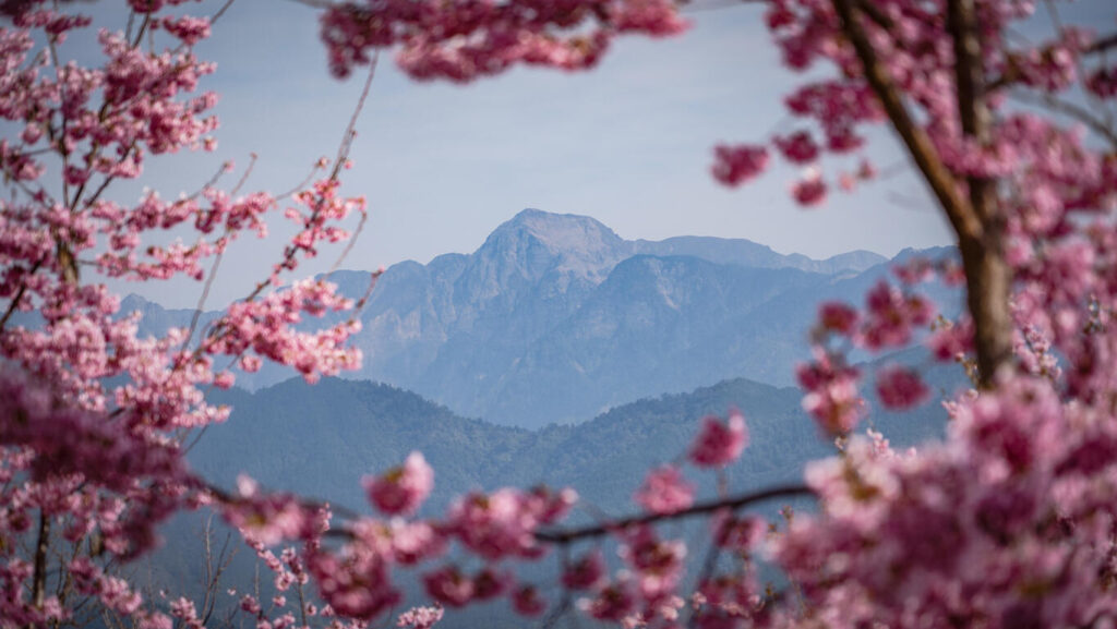 台灣櫻花地點 - 福壽山千櫻園
