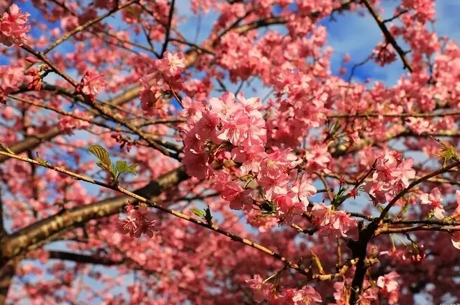 台灣櫻花地點 - 高雄寶山二集團櫻花公園