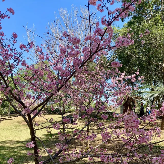台灣櫻花地點 - 台東鹿野高台