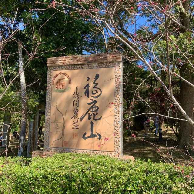 台灣櫻花地點 - 台東鹿野高台