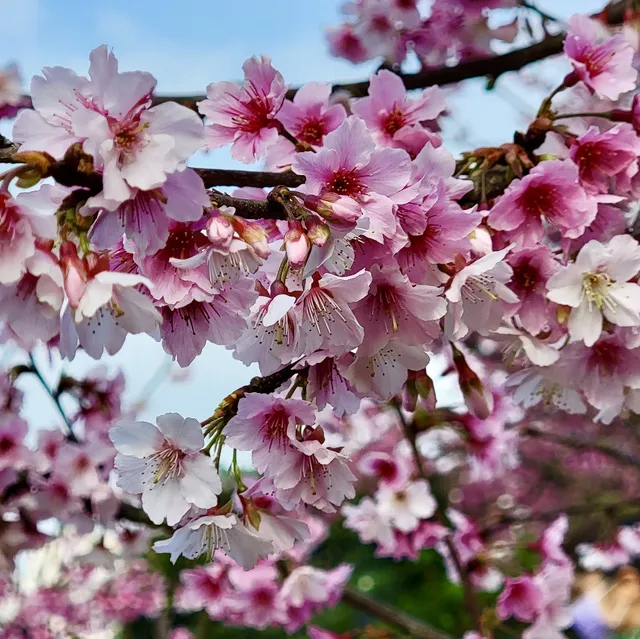 台灣櫻花地點 - 台東鹿野高台