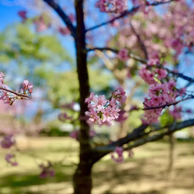 台灣櫻花地點 - 台東鹿野高台