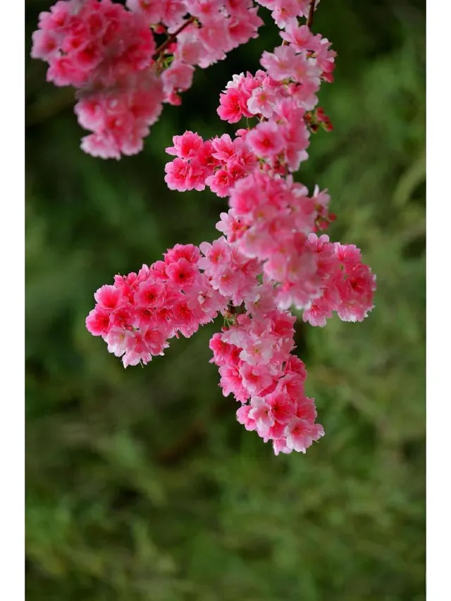台灣櫻花地點 - 高雄寶山二集團櫻花公園