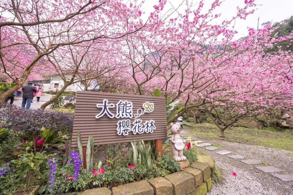 台灣櫻花地點 - 三峽大熊櫻花林