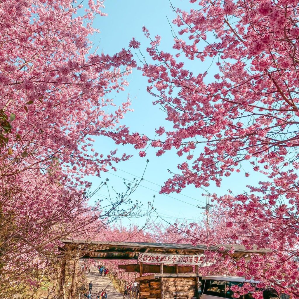 台灣櫻花地點 - 新竹司馬庫斯
