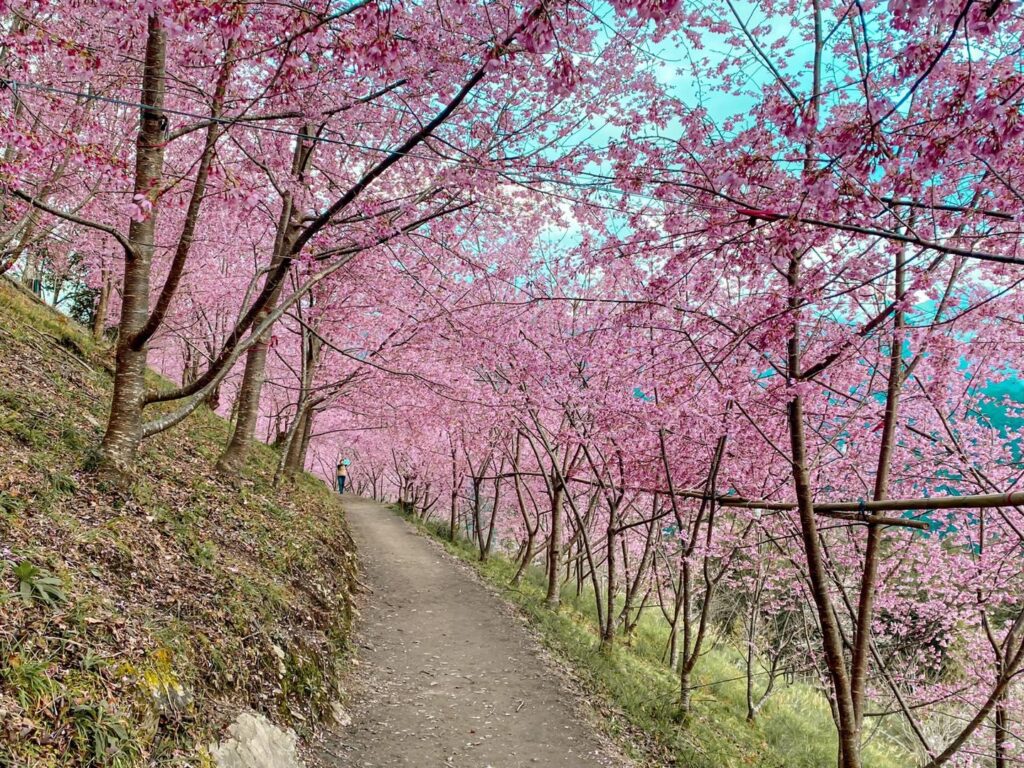 台灣櫻花地點 - 新竹司馬庫斯