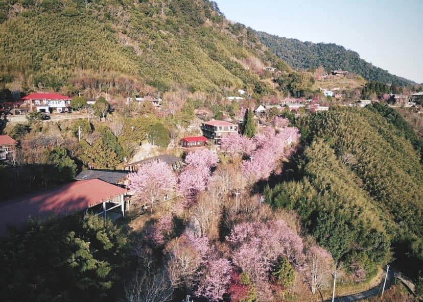台灣櫻花地點 - 新竹司馬庫斯