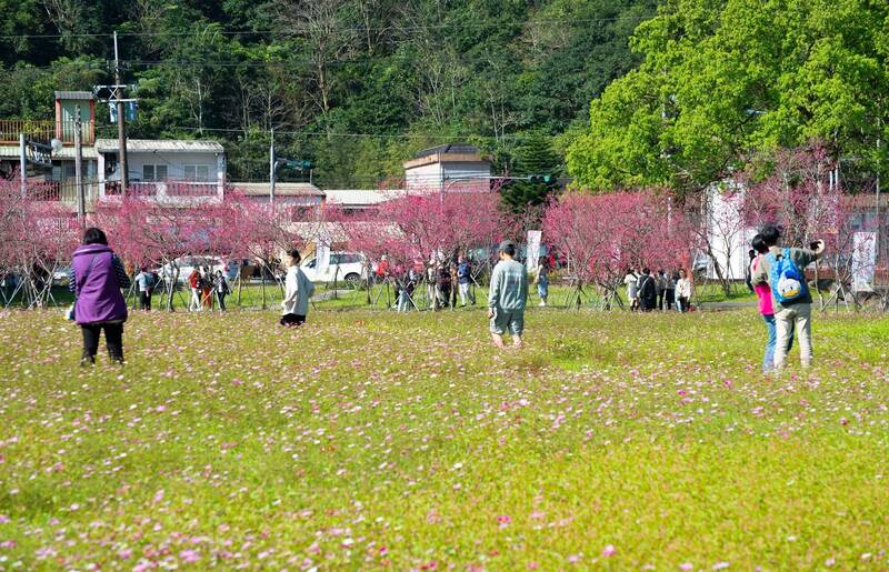 台灣櫻花地點 - 宜蘭崙埤河濱公園