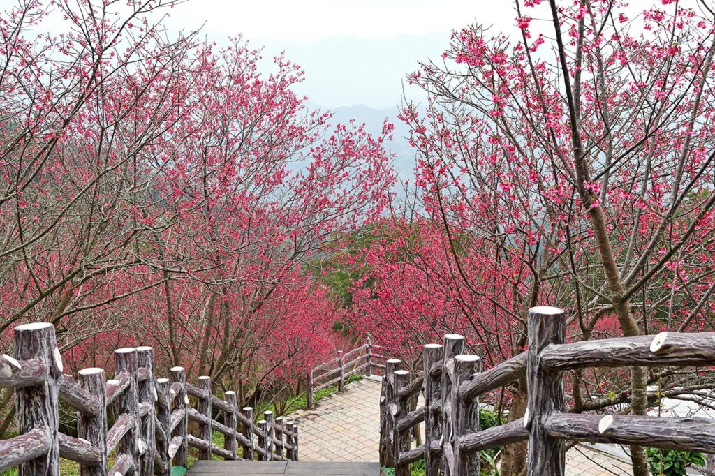 台灣櫻花地點 - 苗栗協雲宮櫻花步道
