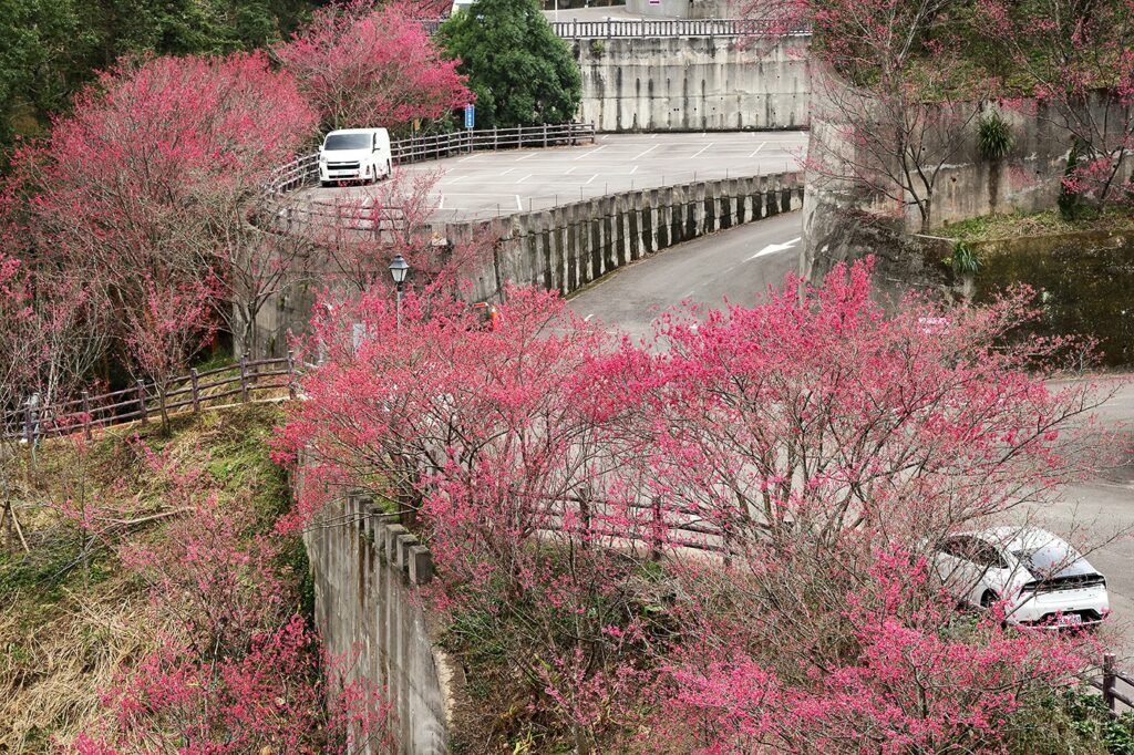 台灣櫻花地點 - 苗栗協雲宮櫻花步道