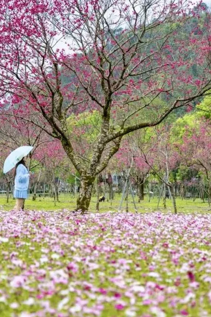 台灣櫻花地點 - 宜蘭崙埤河濱公園