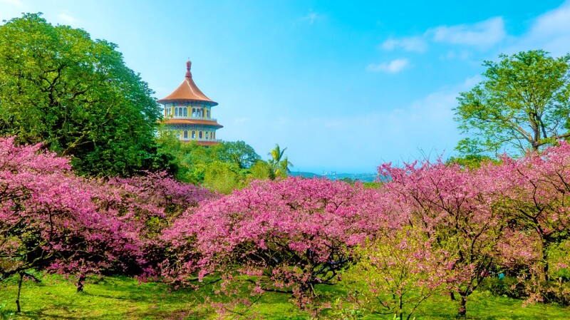 台灣櫻花地點 - 淡水無極天元宮