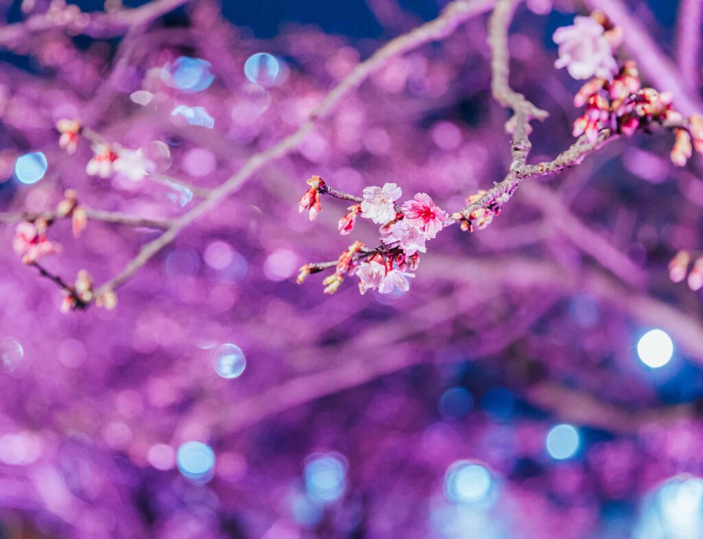 台灣櫻花地點 - 內湖樂活公園