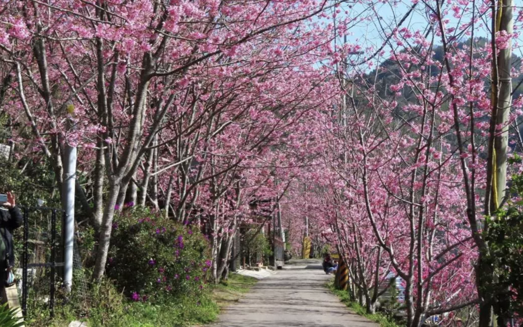 台灣櫻花地點 - 桃園拉拉山恩愛農場