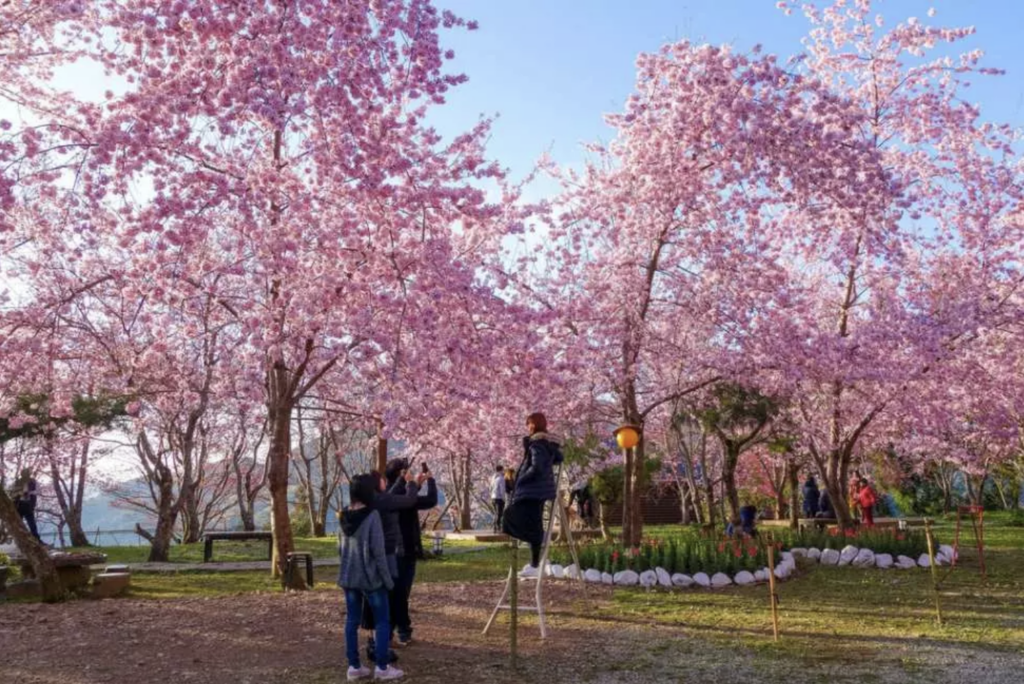 台灣櫻花地點 - 桃園拉拉山恩愛農場