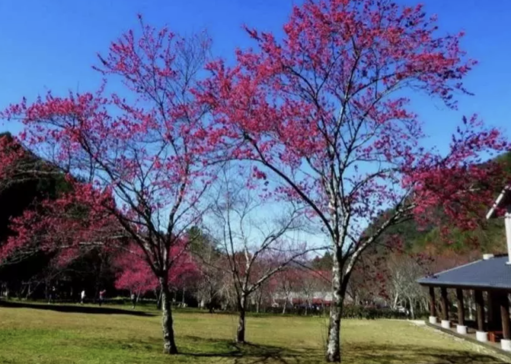 台灣櫻花地點 - 奧萬大森林遊樂區