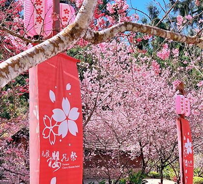 台灣櫻花地點 - 九族文化村櫻花祭