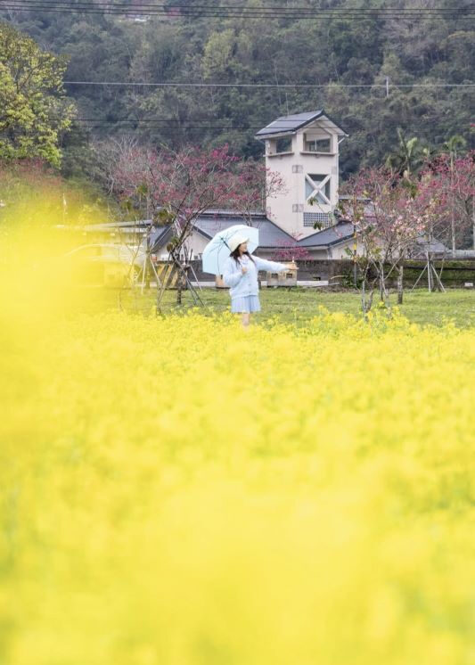 台灣櫻花地點 - 宜蘭崙埤河濱公園