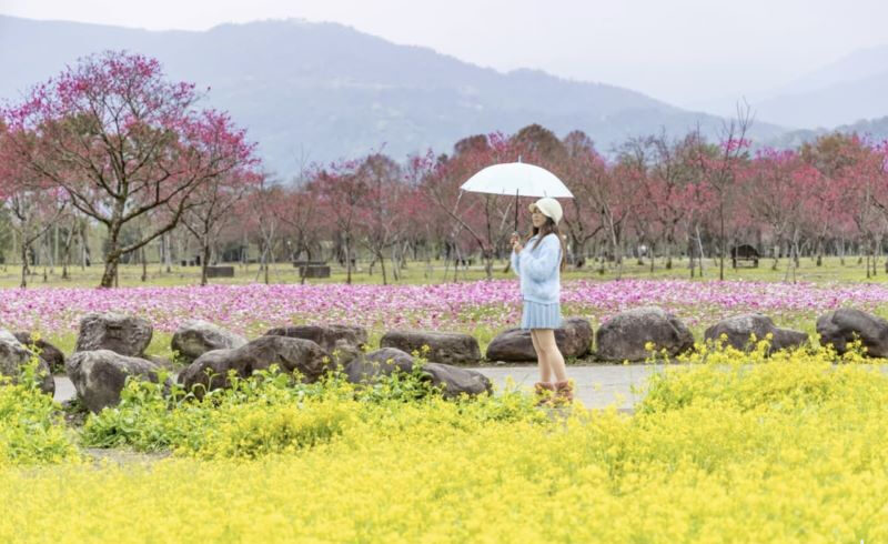台灣櫻花地點 - 宜蘭崙埤河濱公園