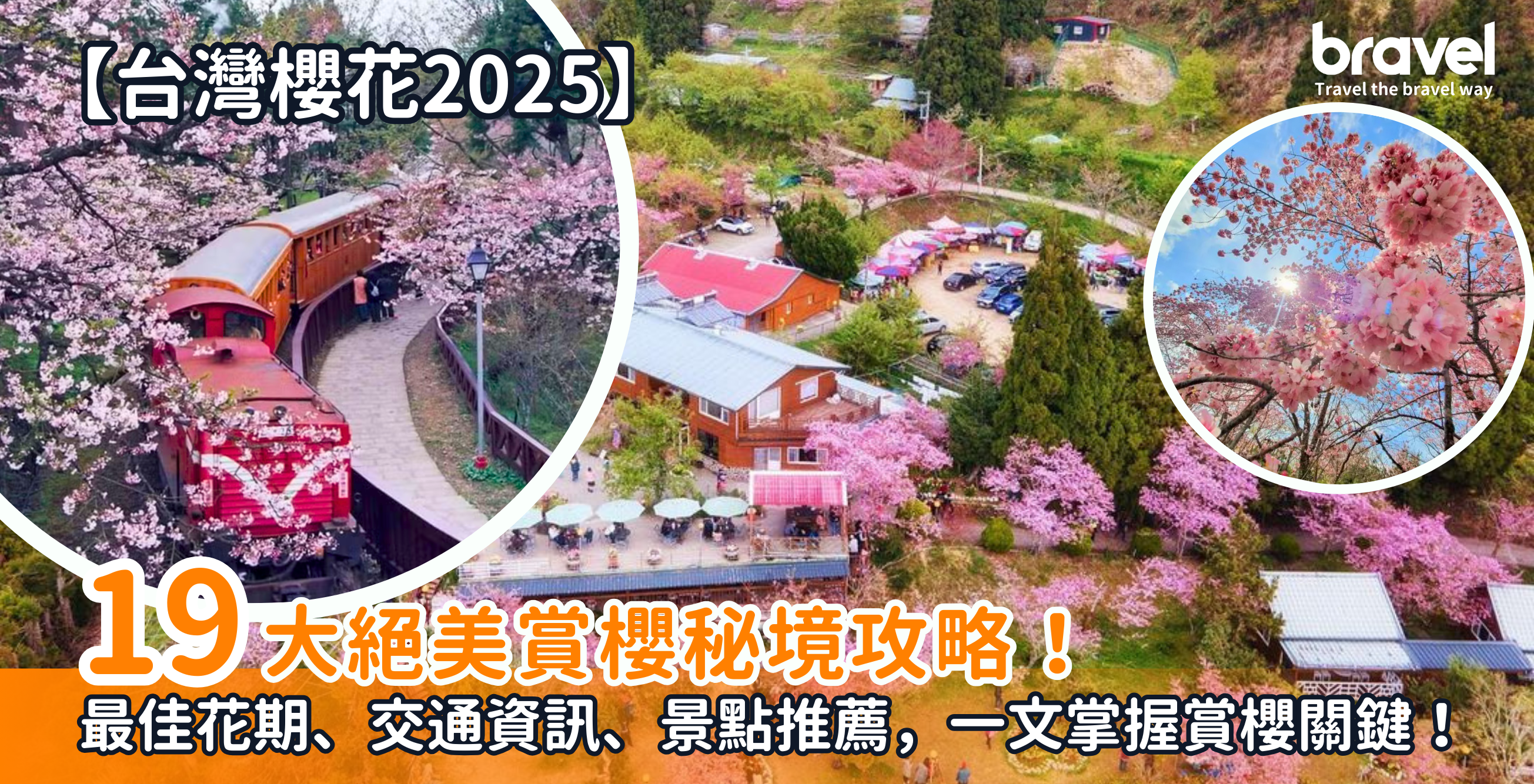 台灣櫻花2025