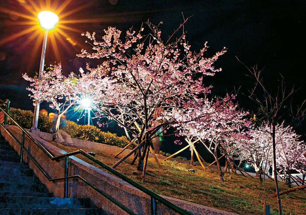 台灣櫻花地點 - 內湖樂活公園
