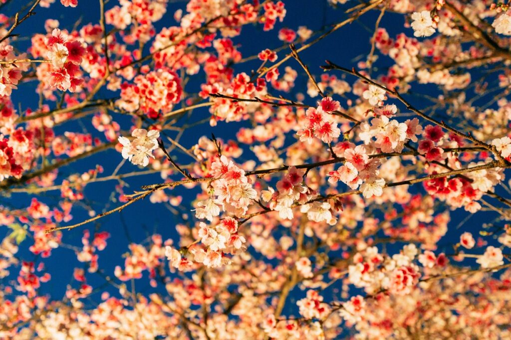 台灣櫻花地點 - 內湖樂活公園
