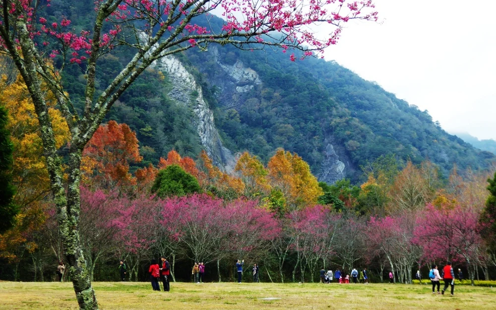 台灣櫻花地點 - 奧萬大森林遊樂區