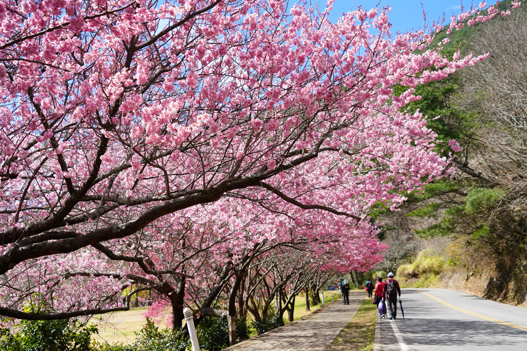 台灣櫻花地點 - 武陵農場