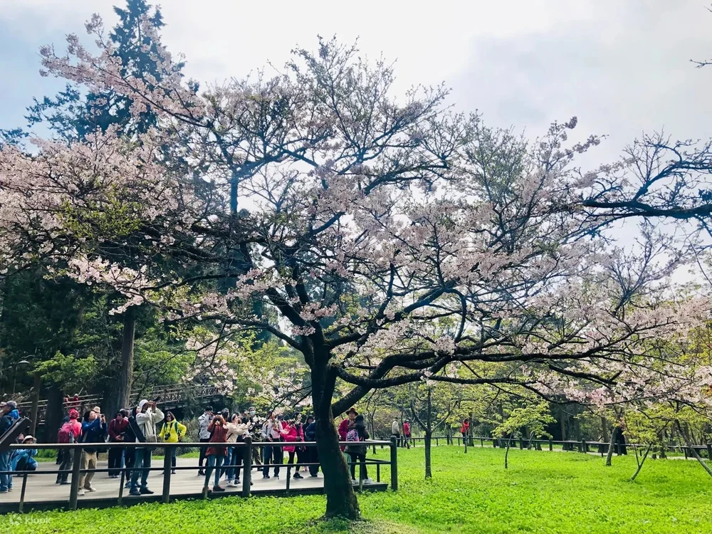 台灣櫻花地點 - 阿里山櫻木鐵道