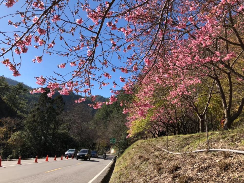 台灣櫻花地點 - 武陵農場