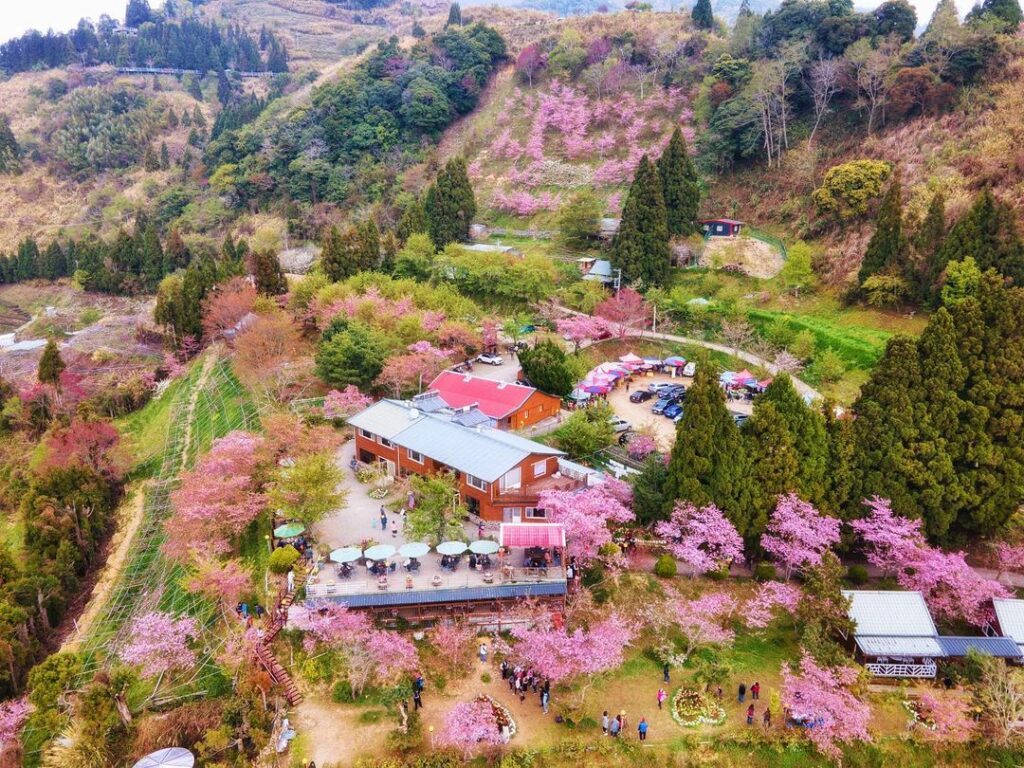台灣櫻花地點 - 內湖樂活公園