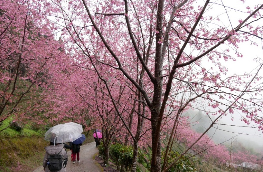 台灣櫻花地點 - 新竹五峰鄉櫻花谷