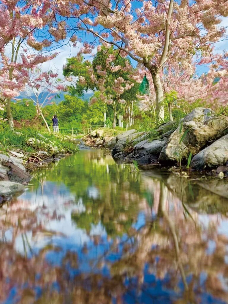 台灣櫻花地點 - 台東鹿野高台
